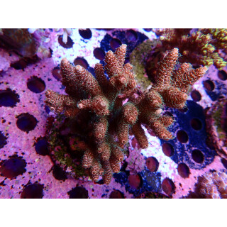Acropora Millepora Farmzucht