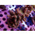 Acropora Millepora Farmzucht