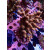 Acropora Millepora Farmzucht