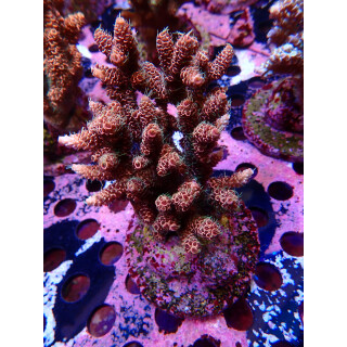 Acropora Millepora Farmzucht