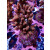 Acropora Millepora Farmzucht