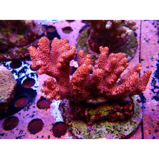 Acropora Millepora Farmzucht