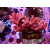 Acropora Millepora Farmzucht