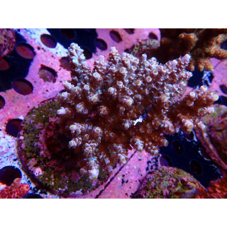 Acropora tenuis Farmzucht