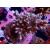 Acropora tenuis Farmzucht