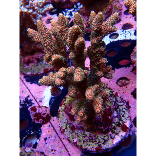 Acropora Millepora Farmzucht