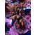 Acropora Millepora Farmzucht