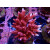 Acropora sp. red Farmzucht