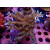 Acropora solitaryensis Farmzucht