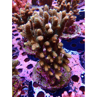 Acropora Millepora Farmzucht
