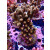 Acropora Millepora Farmzucht
