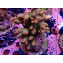 Acropora Millepora Farmzucht