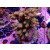 Acropora Millepora Farmzucht