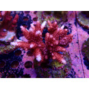 Acropora sp. red Farmzucht