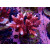 Acropora sp. red Farmzucht