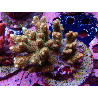 Acropora Millepora Farmzucht
