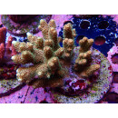 Acropora Millepora Farmzucht