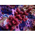Acropora Millepora Farmzucht