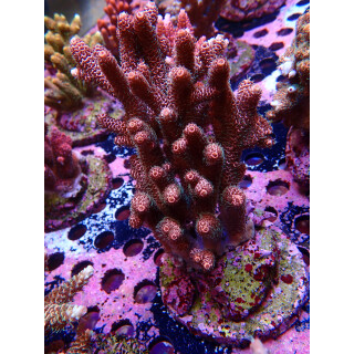 Acropora Millepora Farmzucht