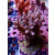 Acropora tenuis Farmzucht