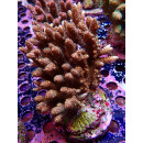 Acropora Millepora Farmzucht