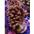 Acropora Millepora Farmzucht
