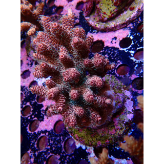 Acropora Millepora Farmzucht