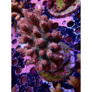 Acropora Millepora Farmzucht