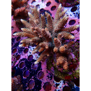 Acropora Millepora Farmzucht