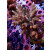Acropora Millepora Farmzucht