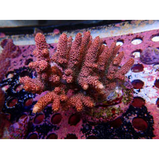Acropora Millepora Farmzucht
