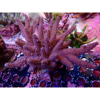 Acropora sp. blue Farmzucht XL