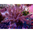 Acropora sp. blue Farmzucht XL