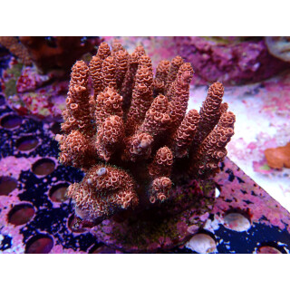 Acropora Millepora Farmzucht