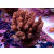 Acropora Millepora Farmzucht