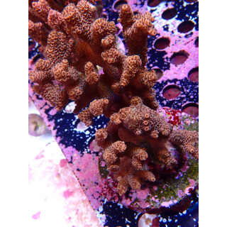 Acropora Millepora Farmzucht