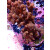 Acropora Millepora Farmzucht