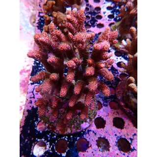 Acropora Millepora Farmzucht