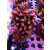 Acropora Millepora Farmzucht