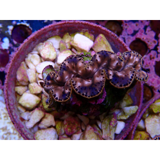 Tridacna maxima ca. 6cm