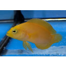 Pseudochromis fuscus - Brown Dottyback