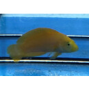 Pseudochromis fuscus - Brown Dottyback