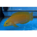 Pseudochromis fuscus - Brown Dottyback