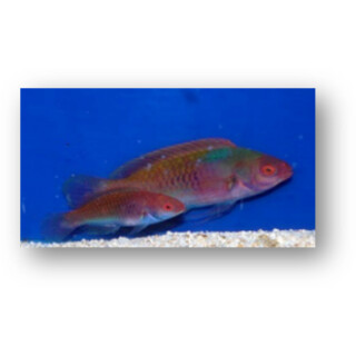 Cirrhilabrus solorensis - Rotaugen-Zwerglippfisch...