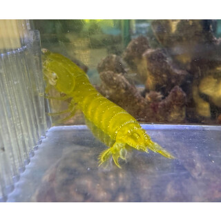 Gonodactylellus viridis - Grüner Fangschreckenkrebs...