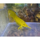 Gonodactylellus viridis - Green Mantis Shrimp