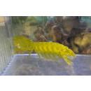 Gonodactylellus viridis - Green Mantis Shrimp