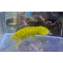 Gonodactylellus viridis - Green Mantis Shrimp