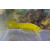 Gonodactylellus viridis - Grüner Fangschreckenkrebs ca.6cm WYSIWYG