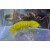 Gonodactylellus viridis - Grüner Fangschreckenkrebs ca.6cm WYSIWYG